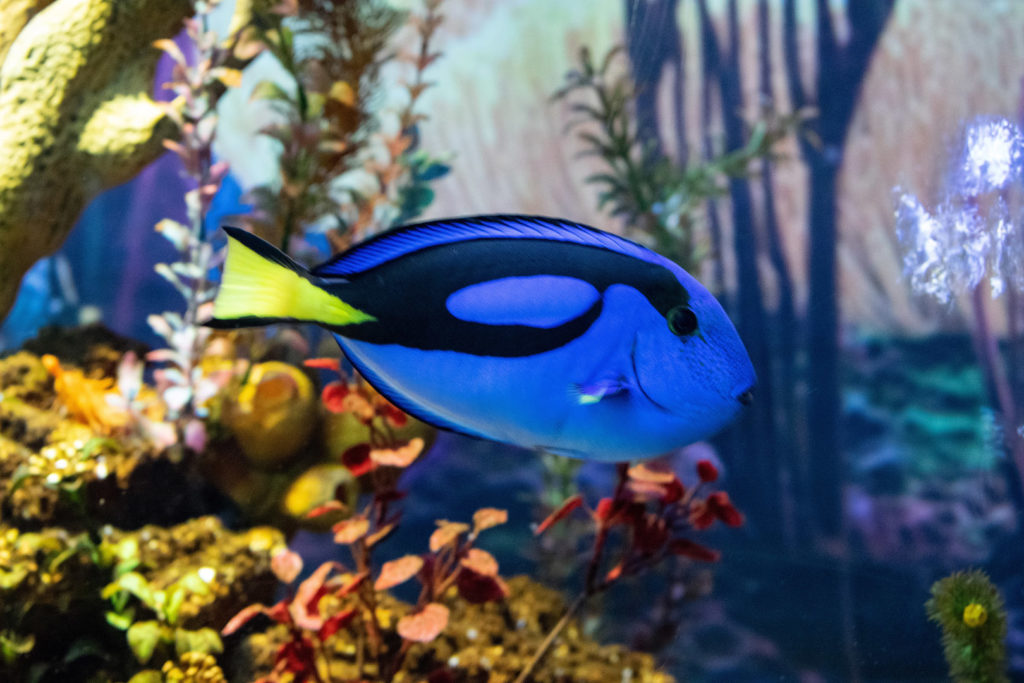 75. Ushaka Marine World Blue fish: A blue and black fish with a yellow tail fin swims in front of coral and plants