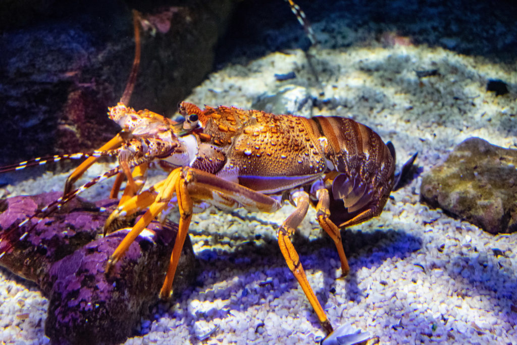 76. Ushaka Marine World Lobster: An orange lobster climbs over a stone